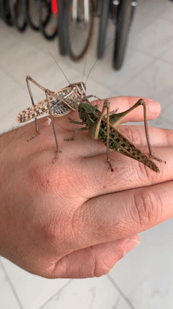 Grasshoppers and katydids up close in Kropotkin, Russia