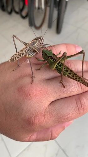 Grasshoppers and katydids up close in Kropotkin, Russia