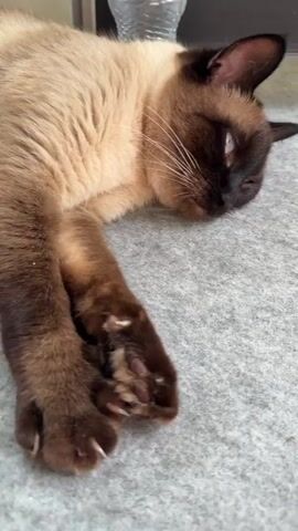 A Siamese cat is lying on a gray carpet. The cat's face is light brown with dark brown markings around its eyes and ears. Its eyes are blue and appear to be looking at the camera. The cat's body is a creamy beige color. The background is blurred but appears to be indoors with a window and trees visible.