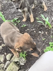 Puppies play with person in Balashov garden