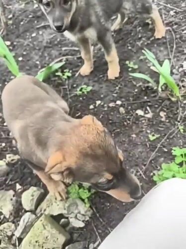 Puppies play with person in Balashov garden