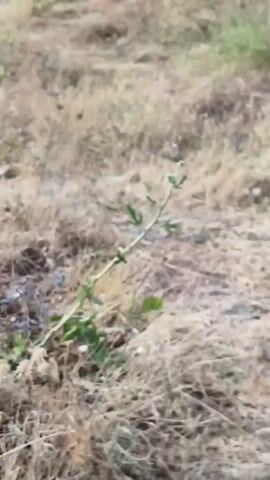 This is a vertical, shaky video of a dry, grassy area. There are a few green plants mixed in with the dry grass. The camera moves around, showing different angles of the landscape. There is no discernible action or interaction happening. The environment appears to be an outdoor, natural setting.