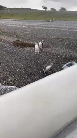 The video shows four penguins, three juveniles and one adult, on a pebble beach. The pebbles are dark gray. Behind the penguins is a grassy hill. In the foreground, out of focus, is a white structure that may be part of a boat. The sky is overcast. The penguins are all oriented towards the viewer. The adult penguin is in the middle of the scene, slightly behind the other penguins. One of the juvenile penguins is preening.