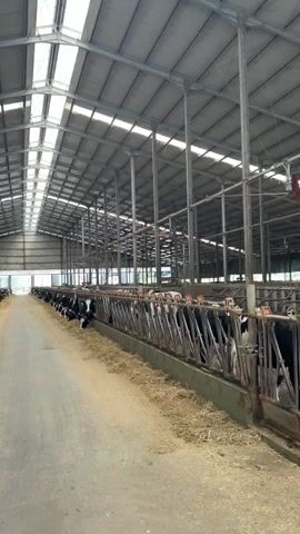 A video shows the interior of a large, modern dairy barn. The barn has a high, metal-framed roof with translucent panels that allow natural light to filter in. The interior is supported by numerous vertical metal pillars. Down the length of the barn, rows of cows are visible, lined up along feeding troughs. The cows are predominantly black and white Holstein Friesians. They are fitted with some type of neck tag or ID. The feeding area in front of the cows is covered with hay or straw. A concrete walkway runs between the rows of cows and feeding areas. The video pans slightly, showing the scale of the operation and the orderly arrangement of the animals. There are no people visible in the footage.