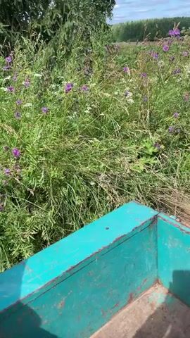 The video begins looking into a turquoise trailer, with a grassy field of wildflowers behind it. A light-colored dog is seen resting its head over the side of the trailer. The perspective then shifts to a close-up of an older woman wearing a blue hoodie and a white headscarf. The camera then moves to show a dog running ahead on a dirt path, in front of a red two-wheeled tractor. The tractor is being operated by someone whose hands are visible on the handlebars, and they are wearing a camouflage jacket. The path is lined with trees and more wildflowers.