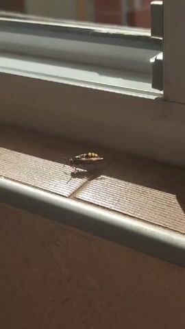 A wasp with yellow and black markings stands on a tiled surface in direct sunlight. The wasp's antennae are visible, and its shadow is cast behind it. The background consists of a window frame and a textured surface.