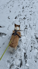 Corgi walks through snowy Krasnoyarsk streets in early morning