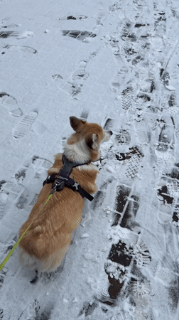 Corgi walks through snowy Krasnoyarsk streets in early morning