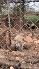 Zoo animals observed in enclosures during afternoon visit