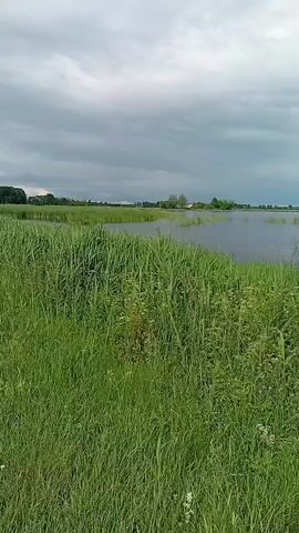 A vertical video captures a natural scene with tall green grass in the foreground and a calm body of water in the background under a cloudy sky. The camera pans slowly to the right, revealing more of the water and distant land with scattered trees and vegetation. The water surface is smooth, reflecting the overcast sky, and there are small islands or patches of land with greenery within the water. The overall atmosphere is serene and quiet, suggesting a natural, undeveloped environment.