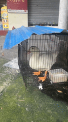 Pets, produce, and street life in Nanhai District