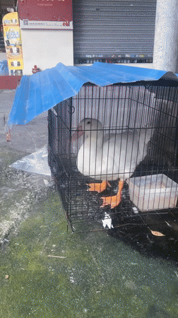 Pets, produce, and street life in Nanhai District