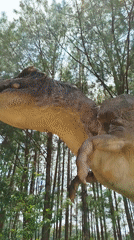 Realistic T. Rex model looms among Da Lat's pine trees