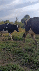 Holstein cattle graze across muddy hillside fields in rural Karsha