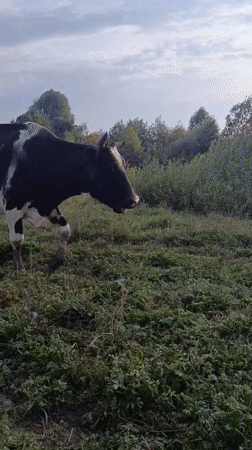 Holstein cattle graze across muddy hillside fields in rural Karsha