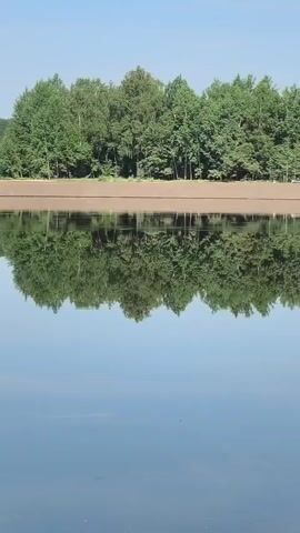 A serene natural landscape is captured in this vertical video. A clear blue sky stretches across the top, meeting a dense line of lush green trees that form a natural horizon. These trees, a mix of deciduous and possibly coniferous varieties, create a vibrant, unbroken canopy. Below the trees, a thin strip of lighter brown earth is visible, perhaps a bank or a clearing. The most striking feature is the perfect reflection of the trees and the sky in the still, dark water that occupies the lower half of the frame. The reflection is so clear that it creates a mirror image, with the trees appearing to grow both upwards from the earth and downwards from the water's surface. The water itself is calm, with only subtle ripples hinting at its depth. The overall impression is one of tranquility and natural beauty, with the symmetrical composition emphasizing the peacefulness of the scene. There are no people or man-made objects visible in the video.