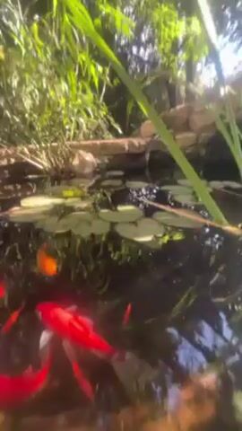 Here is a description of the video:

The video begins with a glimpse of a pond setting. The camera is partially submerged, capturing both the surface and underwater views. The pond is surrounded by greenery, suggesting a natural or garden-like environment. The surface of the water reflects the surrounding foliage and sky.

As the camera dips fully underwater, a vibrant red fish is visible. Then the scene shifts to focus on a group of fish. Several are bright red, while one stands out due to its yellow and black speckled pattern. The fish are swimming, their movements creating gentle ripples and disturbances in the water. The lighting underwater is somewhat muted, providing a clear but naturalistic view of the fish.