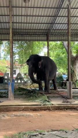 A lone elephant stands in a covered enclosure. The elephant is dark gray and appears to be eating palm fronds from the ground. The enclosure has a metal roof supported by metal poles. In the background, there are trees and a building.