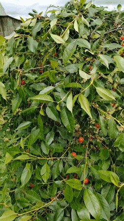 Rural Belarus village life documented through church, buildings, cherries