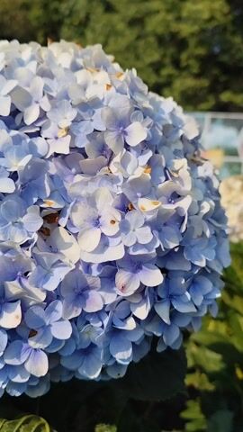 The video shows a close-up of a blue and white hydrangea flower. The flower is in focus, and the background is blurred green foliage. The camera zooms in slightly, showing more detail of the individual petals. There is some brown discoloration visible on a few of the petals. The lighting is bright and sunny.