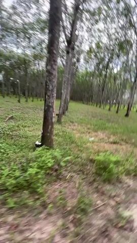 The video shows a drone's-eye view of a rubber plantation. The camera pans across a line of trees, with a clear path between them. The trees are tall and thin, with green leaves at the top. The ground is covered in grass and dirt. The sky is overcast. The video is shot in landscape mode. There are no people or animals visible in the video.