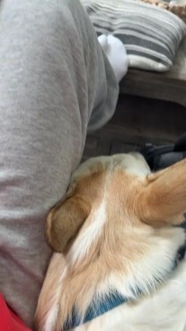 The video shows a first-person perspective of a person sitting on a couch, wearing grey sweatpants and white socks. Their legs are prominent in the foreground. A tan dog is sleeping peacefully, with its head resting on the person's leg. In the background, a television screen displays a soccer match. The environment appears to be a living room, with a coffee table in front of the couch. The lighting is natural, suggesting daytime. The overall mood is relaxed and domestic.