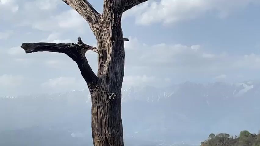 The video shows a dead tree in the foreground, with mountains in the background. The sky is blue with some scattered clouds. The mountains appear to have some snow on their peaks. The lower landscape is hazy and appears to be a mix of green hills and perhaps some buildings in the distance. The tree is weathered and has a gnarled appearance. The video is static with no visible camera movement.