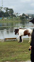 Horses, swan boats, and street life at Xuan Huong Lake