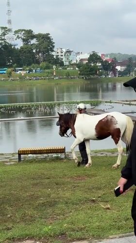 Horses, swan boats, and street life at Xuan Huong Lake
