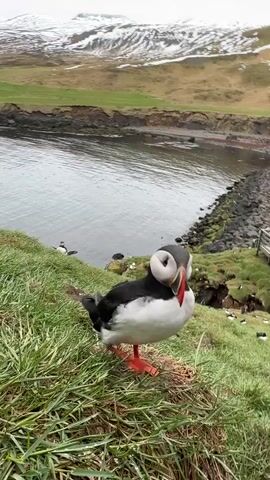 A close-up shot features a single Atlantic Puffin standing on a grassy slope in the foreground. The puffin is facing the camera, occasionally bobbing its head slightly. It exhibits its characteristic black and white plumage, a brightly colored bill with red, yellow, and blue hues, and vivid orange webbed feet.

In the midground, the grassy slope descends towards a calm, grey body of water, likely a bay or inlet. Other puffins can be seen scattered on the lower parts of the slope near the water's edge. A rocky shoreline is visible along the water's edge, with what appears to be a small wooden structure or walkway further down on the right.

The background reveals a landscape of rolling hills and mountains, some of which are partially covered with snow, indicating a cool climate. The hills are predominantly green and brown. The overall lighting suggests an overcast day. The scene captures the natural habitat of puffins in a coastal, mountainous region, consistent with Bakkagerði, Iceland. No visible text is present in the video.