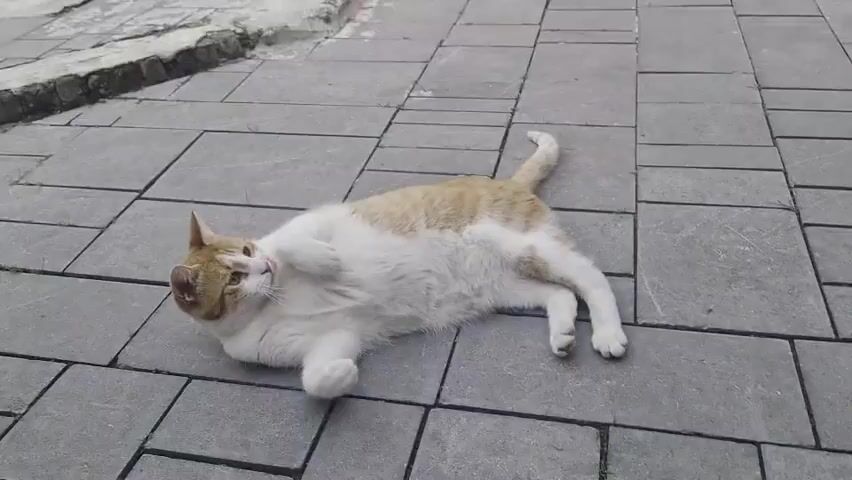 A ginger and white cat is lying on its back on a paved area. The cat is looking at the camera and its paws are in the air. The cat then moves its paws and its head slightly before the video ends. The paved area appears to be made of large grey tiles. In the background, there is a raised area with some vegetation.