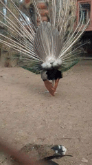 Peacock display and love locks documented at same location