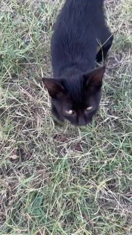 A video shows a black cat on a grassy area. A hand reaches in and pets the cat. The cat appears to be enjoying the petting and leans into the hand. The video is filmed from a top-down perspective.