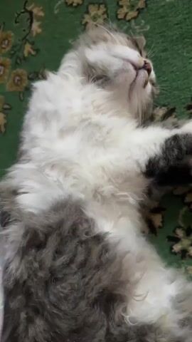 A fluffy cat is lying on its back on a green rug with a floral pattern. The cat has white and gray fur, with patches of gray on its chest and paws. Its eyes are closed, and it appears to be sleeping or resting. The cat's mouth is slightly open, revealing its teeth. The rug is textured and has a dark green background with lighter green and yellow floral designs. The video is a close-up shot of the cat, with the background slightly blurred.
