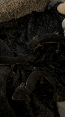 Pet owner documents gecko and Sphynx cat interactions in Khimki