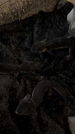 Pet owner documents gecko and Sphynx cat interactions in Khimki