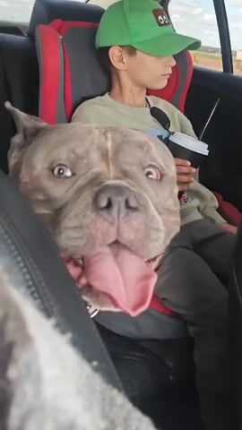 A video taken from the perspective of a backseat passenger shows a young boy wearing a green baseball cap and a light colored sweatshirt sitting in a car seat. He is holding a white cup with a black lid and a straw. A large pit bull dog with a gray coat is looking at the camera with its tongue hanging out. The dog's head is positioned in front of the boy, obscuring him from view. The car appears to be moving, with a blurry background of fields and a cloudy sky visible through the window. The interior of the car shows black and red car seats.