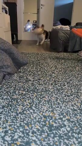 A brown, white, and black dog is standing on a patterned rug, holding a light-colored stuffed toy in its mouth. The dog's tongue is sticking out. In the background, a person is visible in a reflection in a doorway, holding a phone. Another person's legs are partially visible, and an orange object is on the floor. The environment appears to be an indoor living space.
