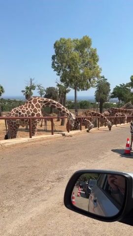 This is a first-person perspective video taken from inside a vehicle looking out the side mirror. The video captures a safari park setting. In the foreground, a side-view mirror of a car is visible, reflecting people and the interior of the car. The main scene outside the car shows a road with several cars lined up, suggesting a queue or traffic. A zebra stands on the side of the road, near orange and white traffic cones. Behind the zebra, a line of giraffes are visible, some are eating from a fence. The background features trees, greenery, and a clear blue sky. The overall impression is a sunny day at a drive-through safari.