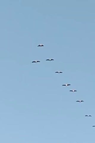 A flock of birds flies in a V-shaped formation against a clear blue sky. The birds are spread out in a diagonal line, with the lead bird slightly ahead of the others. Their wings are outstretched, and they appear to be flying in unison. The scene is peaceful and serene, evoking a sense of natural beauty and order.