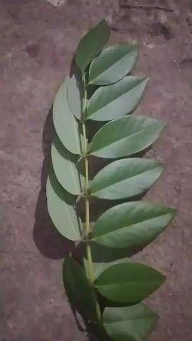 A sprig of leaves is laid flat on a rough, concrete-like surface. The sprig is oriented diagonally from the bottom right to the top left of the frame. It has a central stem with multiple pairs of oval-shaped, green leaves growing on opposite sides. The leaves are smooth and appear to be fresh. A shadow of the sprig is cast to the left side. The background is a mottled gray-brown color, suggesting it is outdoors or in a raw, unfinished space. The lighting is dim, creating some contrast between the leaves and the surface. There are no people or other objects visible in the frame.