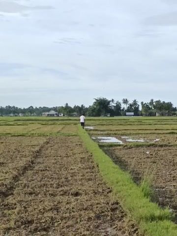 The video shows a rice paddy in a rural area. Initially, a person wearing a white shirt stands on a raised path between the flooded rice fields. The person is facing away from the camera and is distant. The camera angle then pans slightly to the right, showing the rice paddy. The rice plants appear to be partially submerged and a brownish color.  The sky is overcast with white clouds.  In the distance, there are trees and a few buildings. The general landscape appears damp or wet.