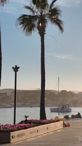 The video captures a scene at a waterfront, marked by a palm tree and a flower bed in the foreground. A white sailboat, with people on board, is seen on the water. A city with a mountain range behind it forms the backdrop. A lamp post stands on the left side of the frame. The sky is clear and blue.