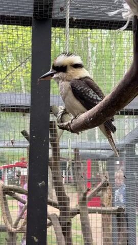 A kookaburra is perched on a branch inside a wire cage. The bird is facing left. The kookaburra has a dark-colored beak, a white head with dark stripes, brown and white body feathers, and brown and white tail feathers. The branch it is perched on is bare and brown. The cage is made of silver metal wire with a black frame. A white rope hangs from the top of the cage. Outside the cage, there is a blurry background of trees, a red object, and people walking around. The camera is static.