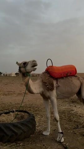 A camel stands in a dry, dusty environment. It has a saddle with an orange blanket on its back. A person wearing a red and black jumpsuit approaches the camel from the left. The person reaches out to the camel's head, where a green rope is attached. The camel is standing next to a large, black tire filled with hay. In the background, there are tents and a few sparse trees. The sky is overcast.