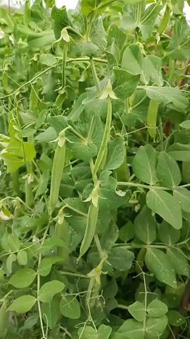The video shows a close-up, eye-level view of a pea plant with numerous pods. The pods are green and some are long and slender, while others are shorter and plumper. The plant is lush and green, with many leaves and tendrils. The background is blurred, but appears to be a garden or agricultural setting. The lighting is natural and appears to be daytime.