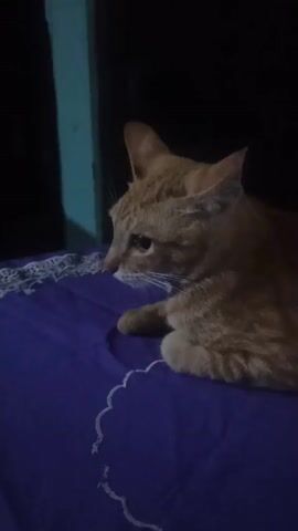 A ginger cat is lying on a dark blue blanket with a white lace trim. The cat is facing to the left of the frame and its eyes are open. The background is dark.
