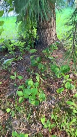 A close-up, handheld video pans upwards and through the branches of a pine tree. The trunk of the tree is visible at the bottom of the frame, with brown bark and a few scattered pine needles. Below the tree, small green plants and pine needles cover the ground. As the camera moves upwards, the green pine needles become more prominent, some appearing dewy. Sunlight filters through the branches, creating bright lens flares and highlighting the fine details of the needles. The background is blurred, showing a hint of green foliage and a bright sky.