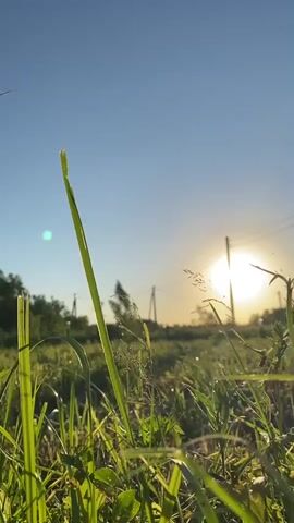 This media file presents a low-angle shot of a grassy field at sunrise. The sun, a bright, glowing orb, is the central focus, positioned slightly to the right of the frame, casting a warm, golden light across the landscape. The sky is a clear, soft blue, transitioning to a lighter hue near the horizon.

In the foreground, various types of green grass and wild plants are in sharp focus, their blades and leaves catching the sunlight. Some appear to have dew drops on them, suggesting the early morning hour. In the middle ground, the field extends into a slightly blurred area, dotted with more vegetation and what appear to be wildflowers. Several utility poles with power lines stretch across the scene, forming a horizontal line against the sky, indicating a rural or semi-rural setting. Silhouettes of trees can be seen on the far left, and a faint line of trees or buildings is visible in the distance on the right.

The overall mood is serene and peaceful, capturing the beauty of a new day dawning in nature. The lighting and composition evoke a sense of calm and natural splendor. There is no visible text in the media file. The time of day is clearly sunrise, given the position and intensity of the sun and the dew on the grass. The presence of utility poles and a natural landscape suggest a location like Kaltan, Russia, which is characterized by such environments.