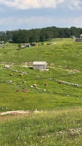 The video pans across a rolling green landscape dotted with small buildings and grazing cows. In the foreground, wildflowers grow in a meadow. In the mid-ground, a cluster of wooden buildings and a few houses with red roofs are visible, nestled among the hills. Several cows are scattered across the grassy fields. A ski lift with red chairs is also present, suggesting the area might be a ski resort in the off-season or a year-round recreational area. In the background, a line of trees forms a dark green border against the lighter green of the hills, and beyond that, faint outlines of mountains can be seen under a cloudy sky. The overall impression is of a peaceful, rural, and scenic setting.